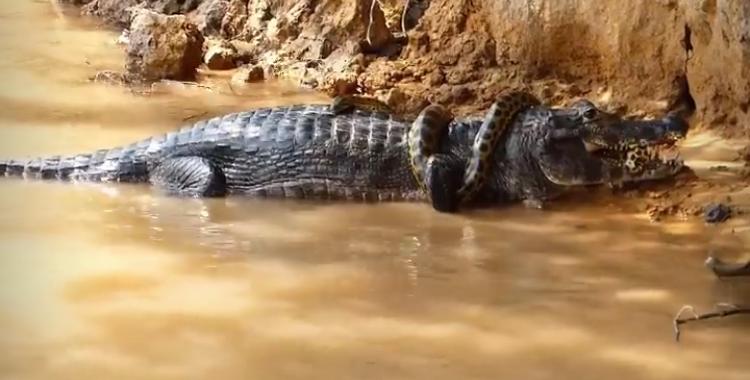 Pantanal: vídeo mostra jacaré e anaconda duelando por sobrevivência. 