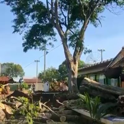 VÍDEO: árvores centenárias são retiradas durante reforma em escola de CG