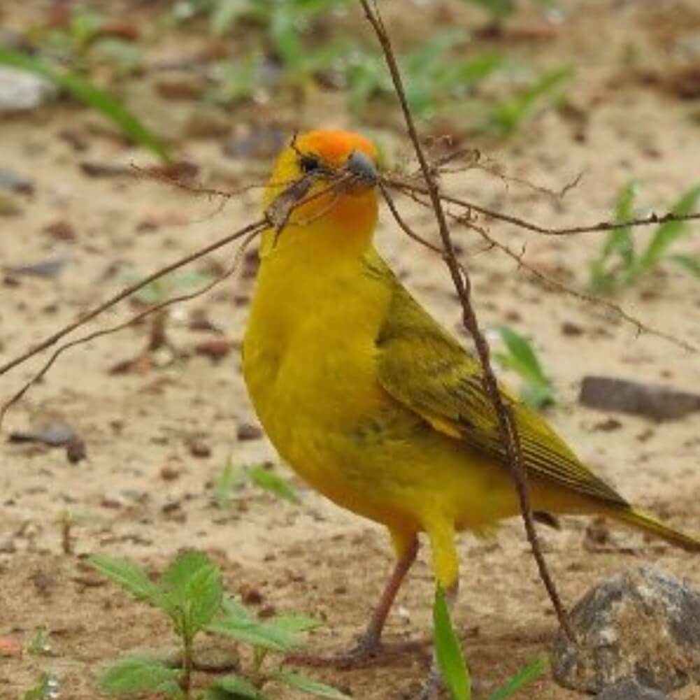 Pesquisadores criam guia de aves na língua Xavante em MT